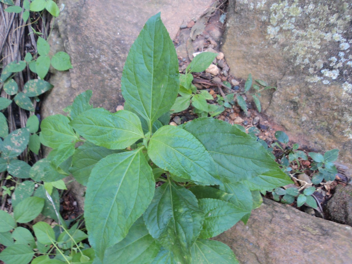 Synedrella nodiflora (L.) Gaertn.